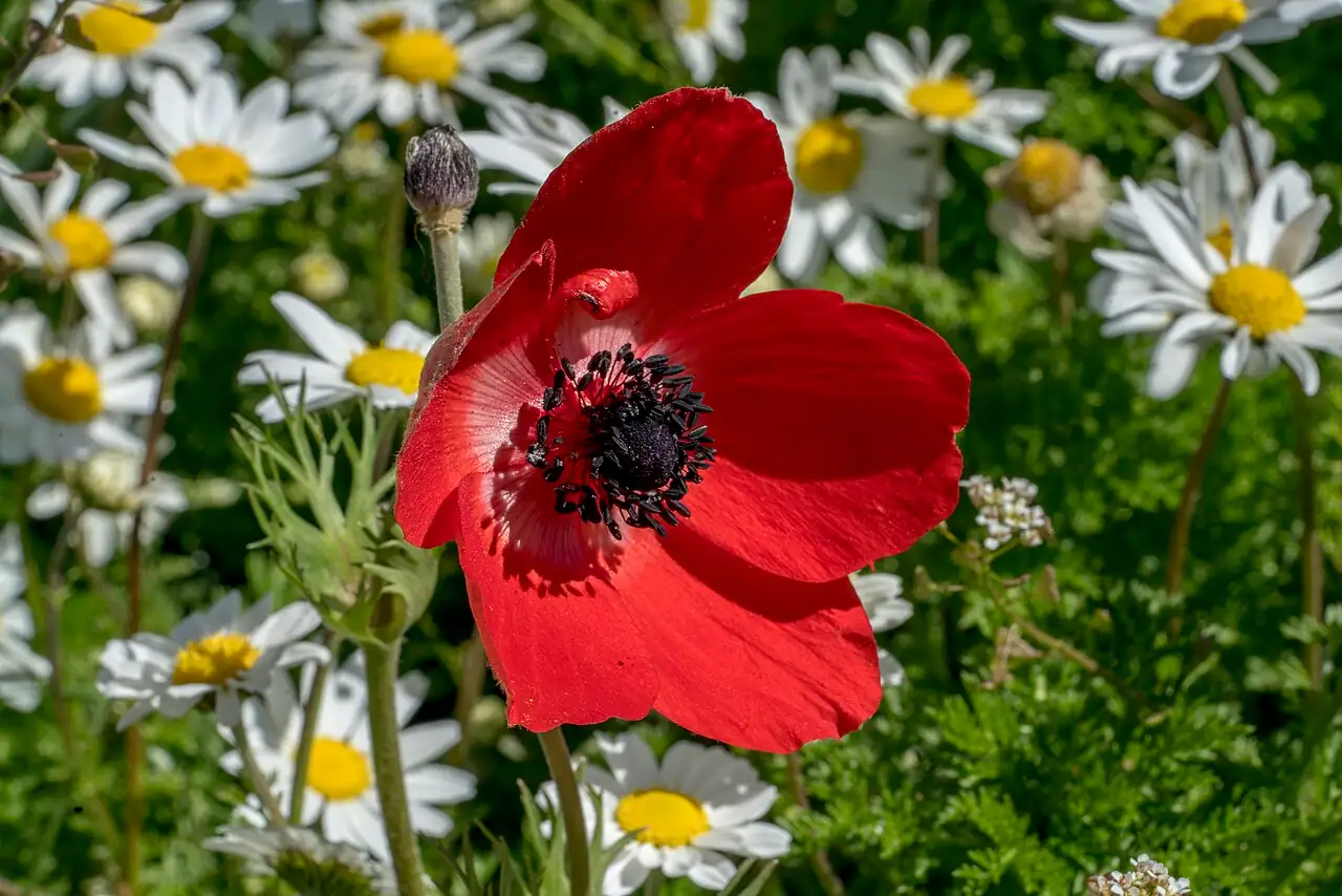 欧洲银莲花 (Anemone coronaria) — 细节