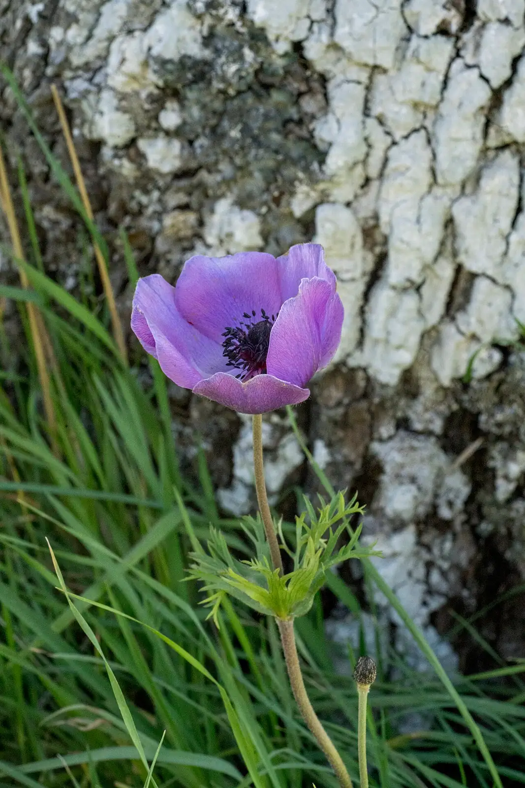 欧洲银莲花 (Anemone coronaria) — 更多视角