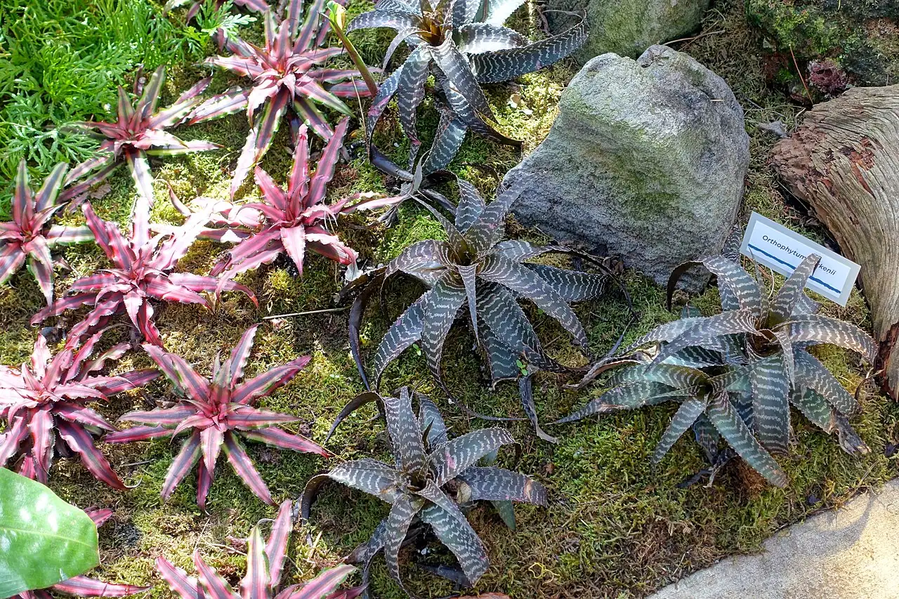 双条带姬凤梨 (Cryptanthus bivittatus) — 更多视角