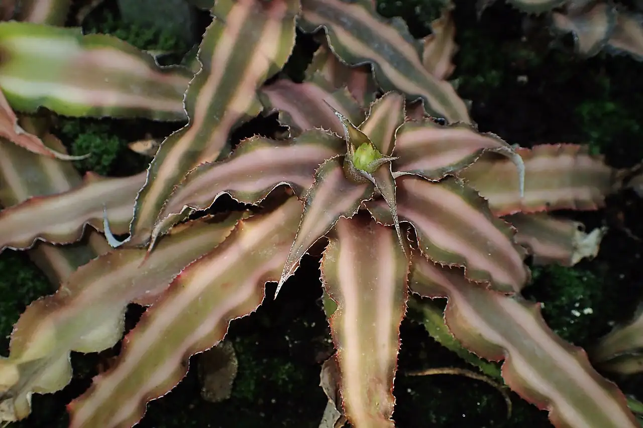 双条带姬凤梨 (Cryptanthus bivittatus) — 特写