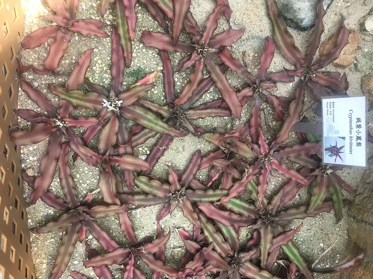 双条带姬凤梨 (Cryptanthus bivittatus) — 环境展示