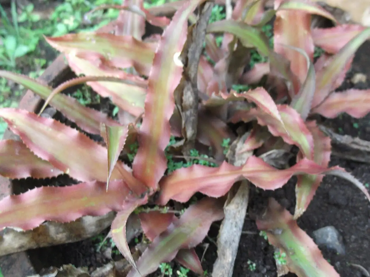 双条带姬凤梨 (Cryptanthus bivittatus) — 细节