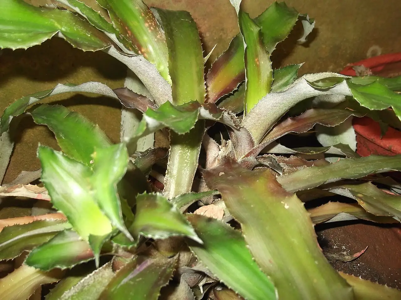 双条带姬凤梨 (Cryptanthus bivittatus) — 更多视角