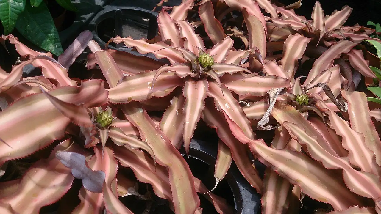 双条带姬凤梨 (Cryptanthus bivittatus) — 主图