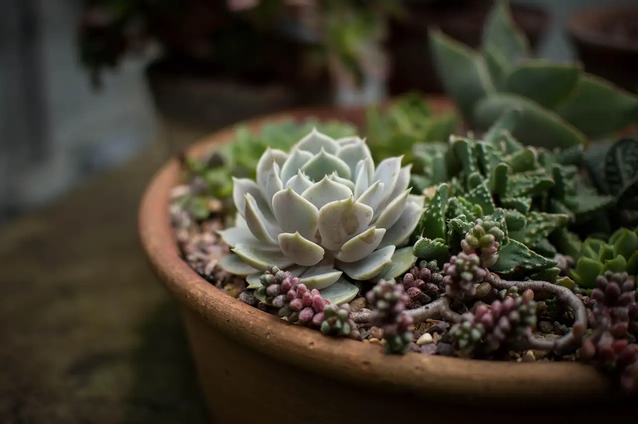 “金牛座” 冬云 (Echeveria 'Red Taurus') — 细节