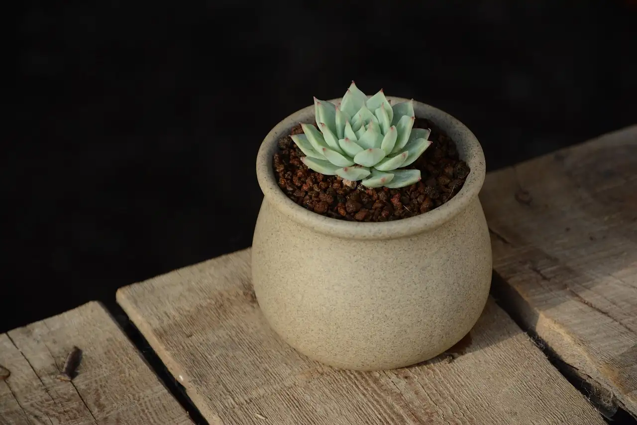 “金牛座” 冬云 (Echeveria 'Red Taurus') — 特写