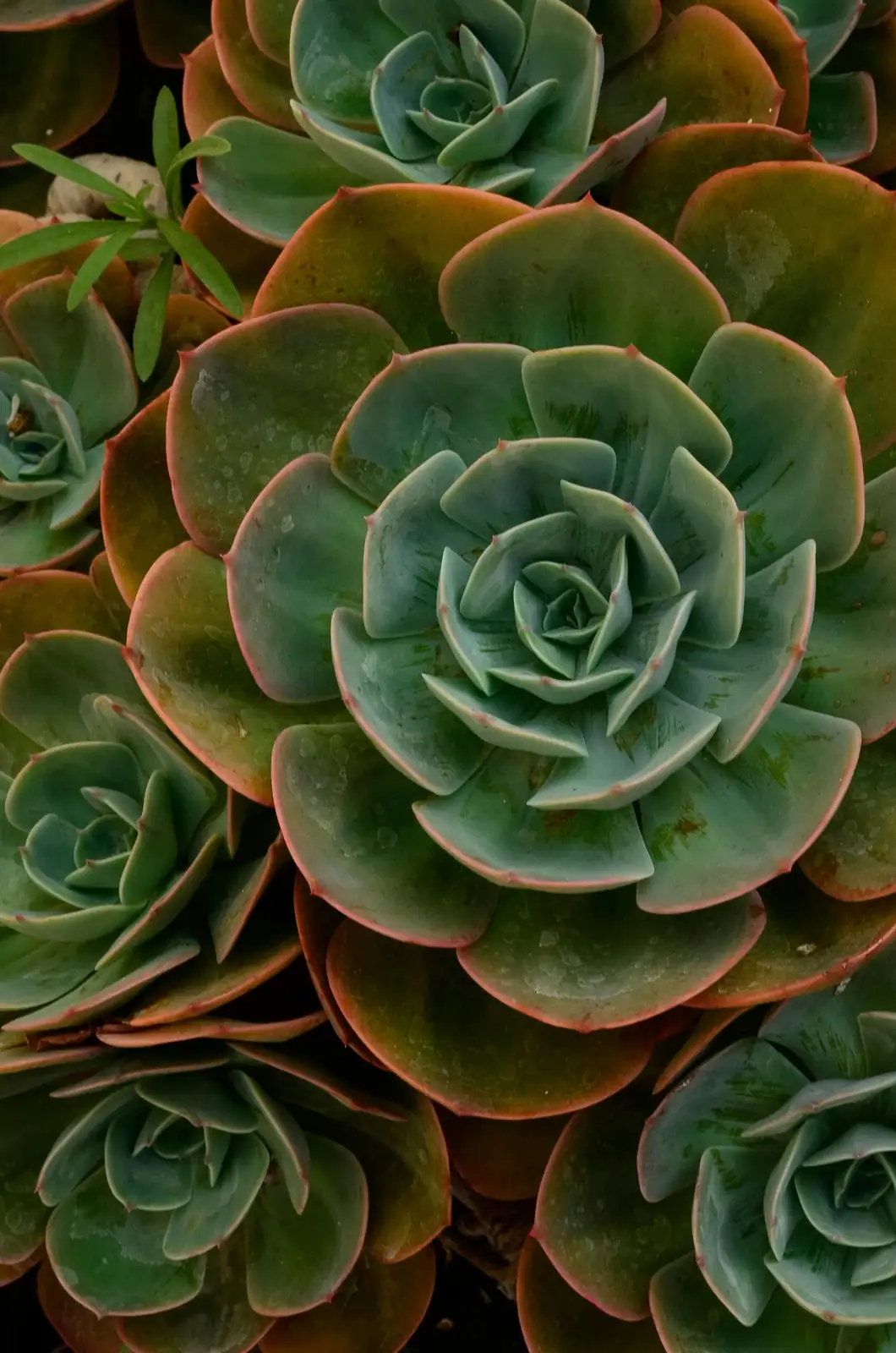“金牛座” 冬云 (Echeveria 'Red Taurus') — 主图