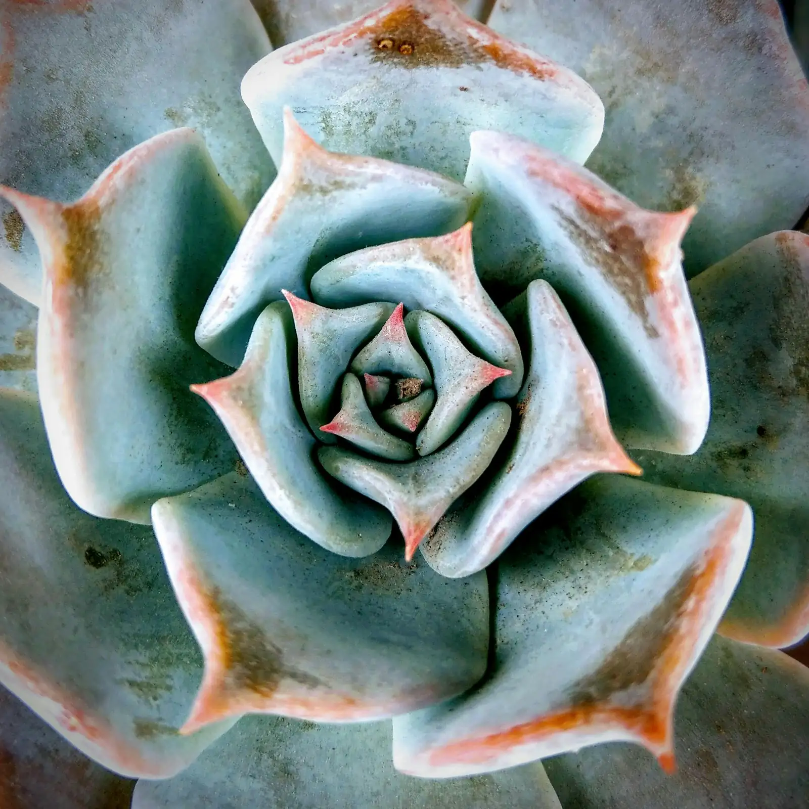 “金牛座” 冬云 (Echeveria 'Red Taurus') — 更多视角