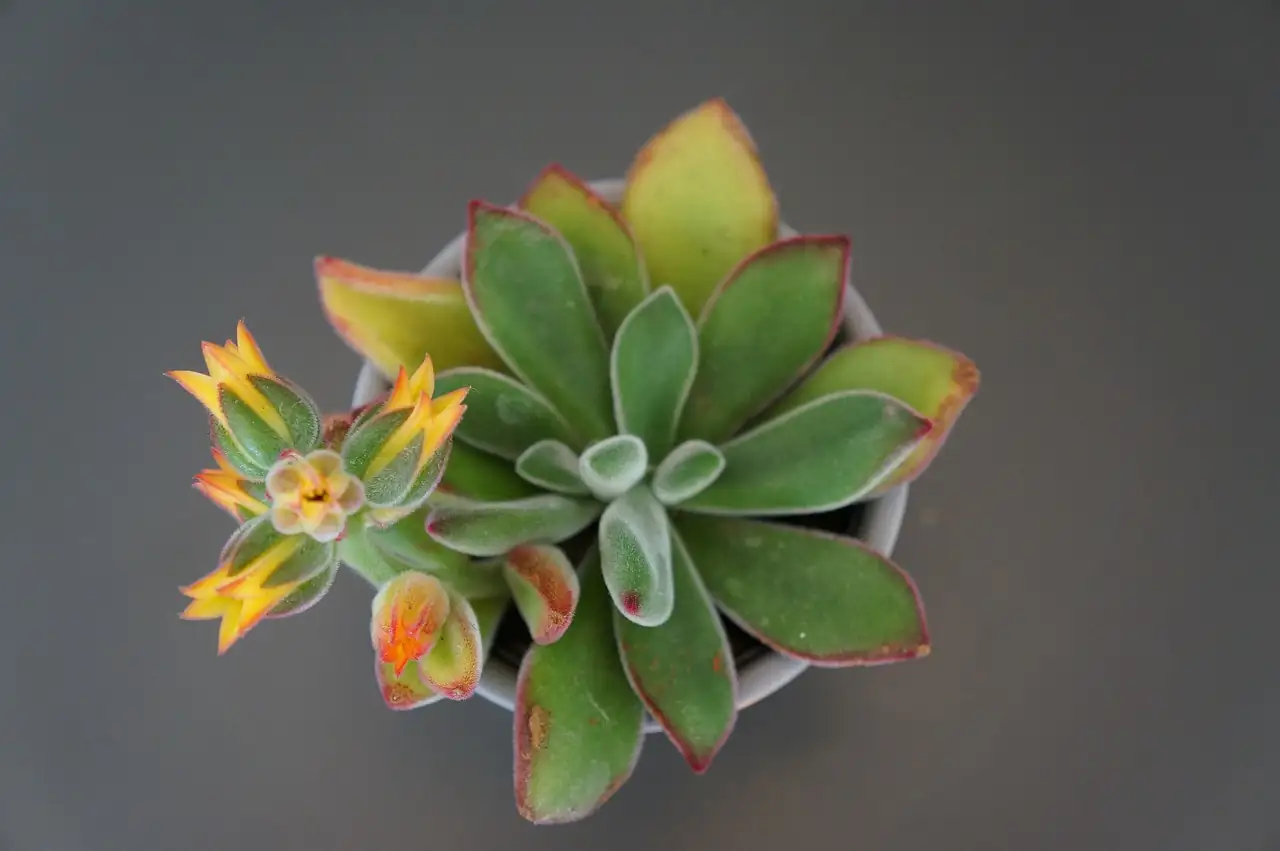 “金牛座” 冬云 (Echeveria 'Red Taurus') — 环境展示
