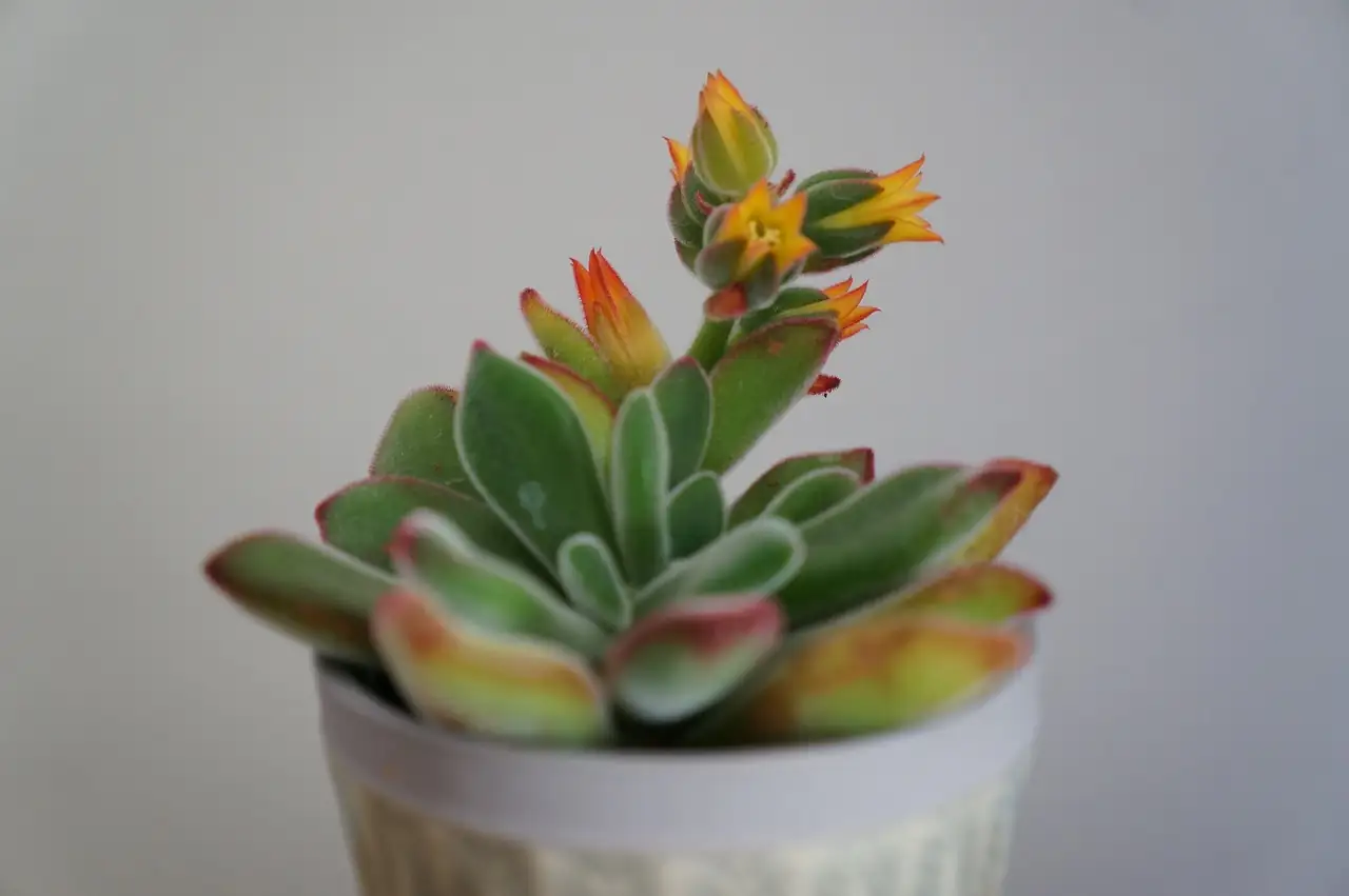 “金牛座” 冬云 (Echeveria 'Red Taurus') — 更多视角
