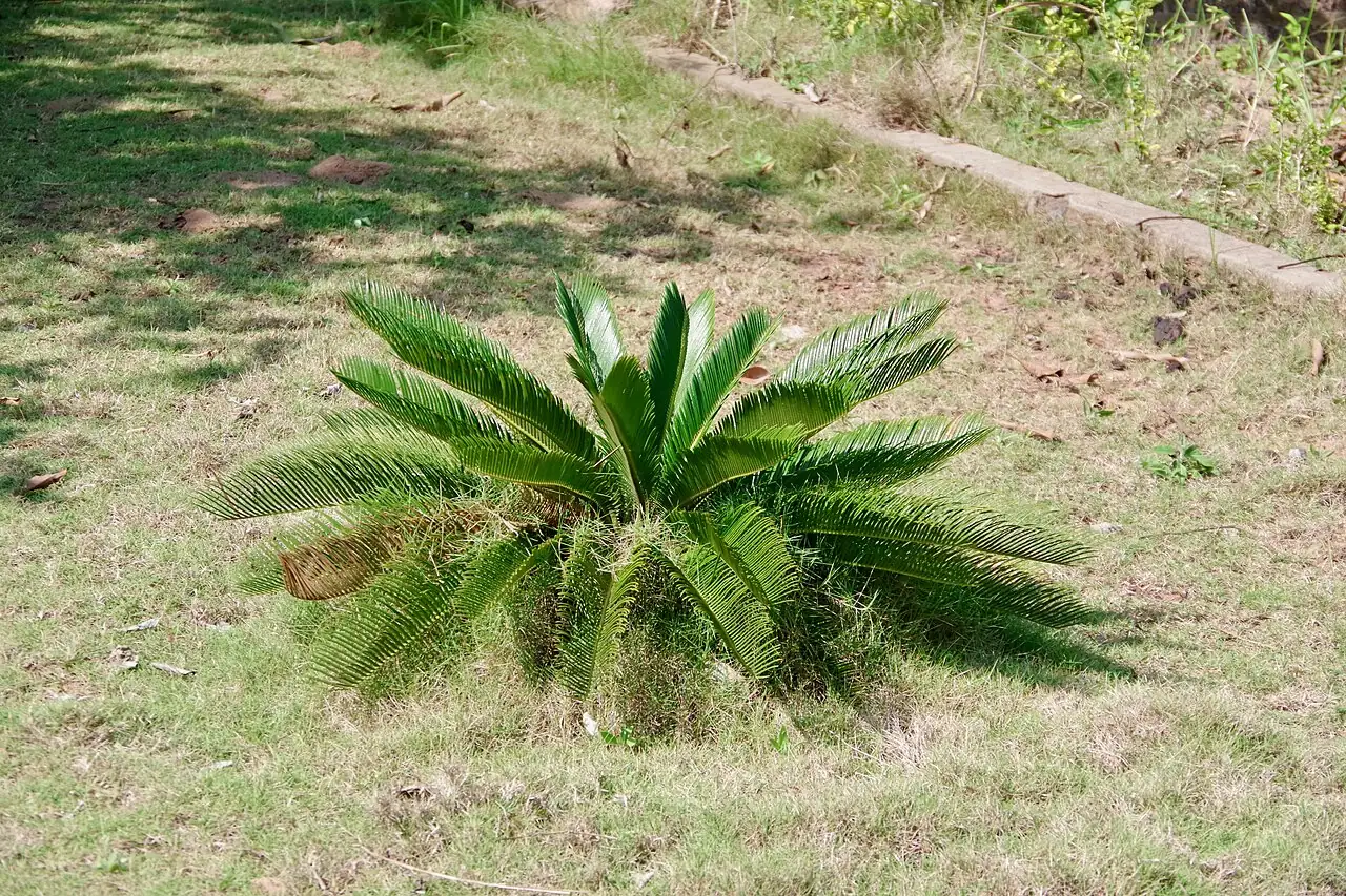苏铁 (Cycas revoluta) — 细节