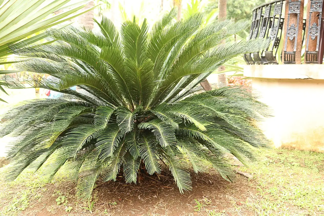 苏铁 (Cycas revoluta) — 特写