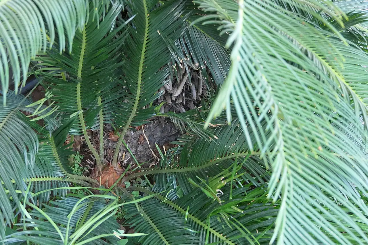 苏铁 (Cycas revoluta) — 环境展示