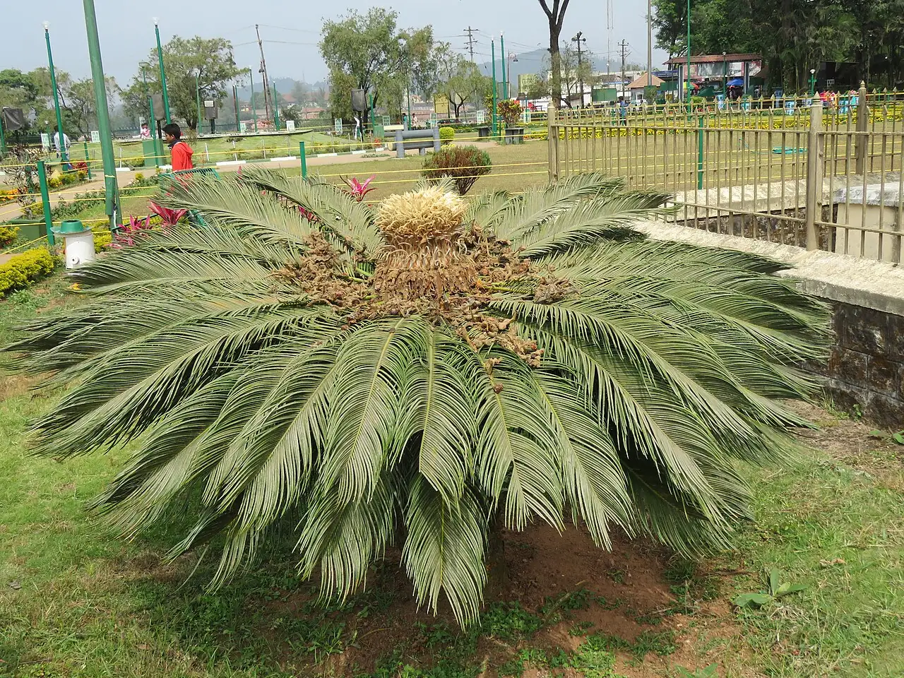苏铁 (Cycas revoluta) — 更多视角