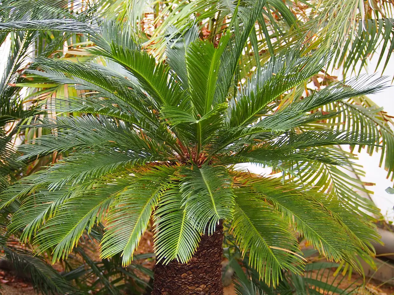 苏铁 (Cycas revoluta) — 更多视角