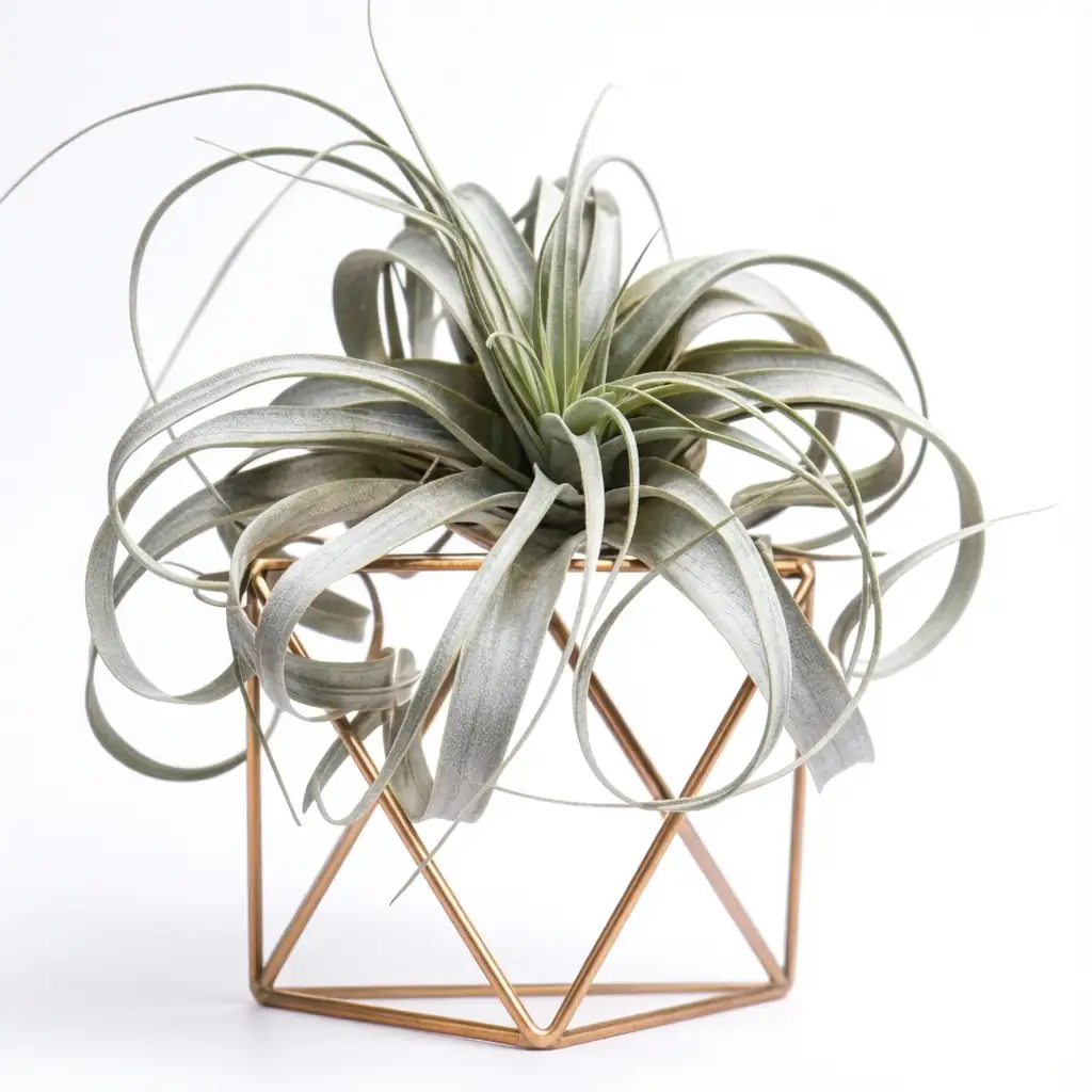 霸王空气凤梨 (Tillandsia xerographica) — 主图