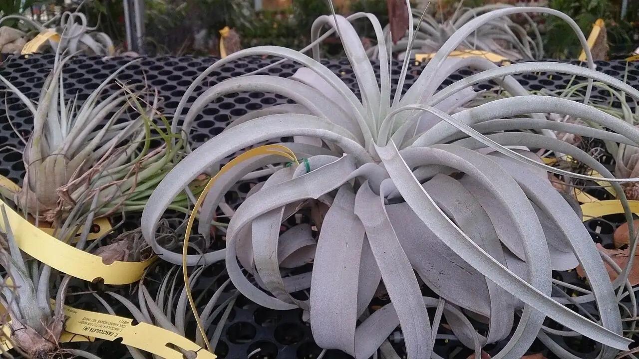 霸王空气凤梨 (Tillandsia xerographica) — 细节