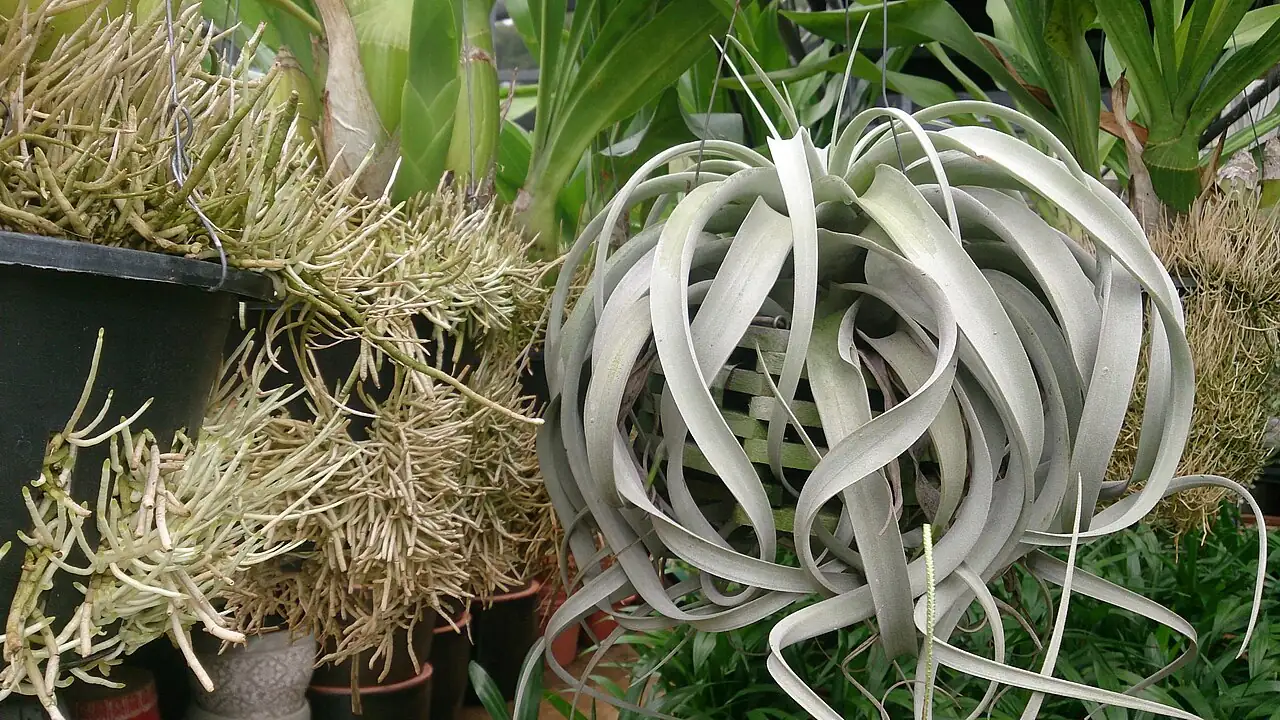 霸王空气凤梨 (Tillandsia xerographica) — 特写