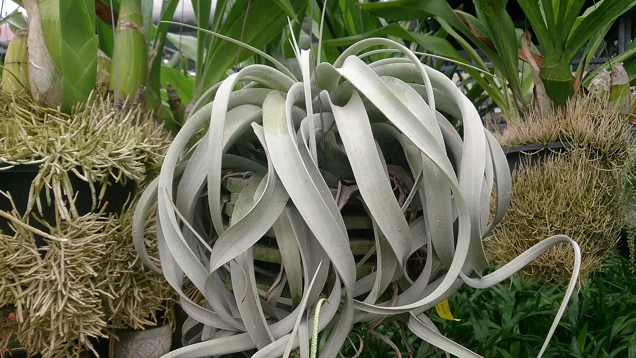 霸王空气凤梨 (Tillandsia xerographica) — 环境展示