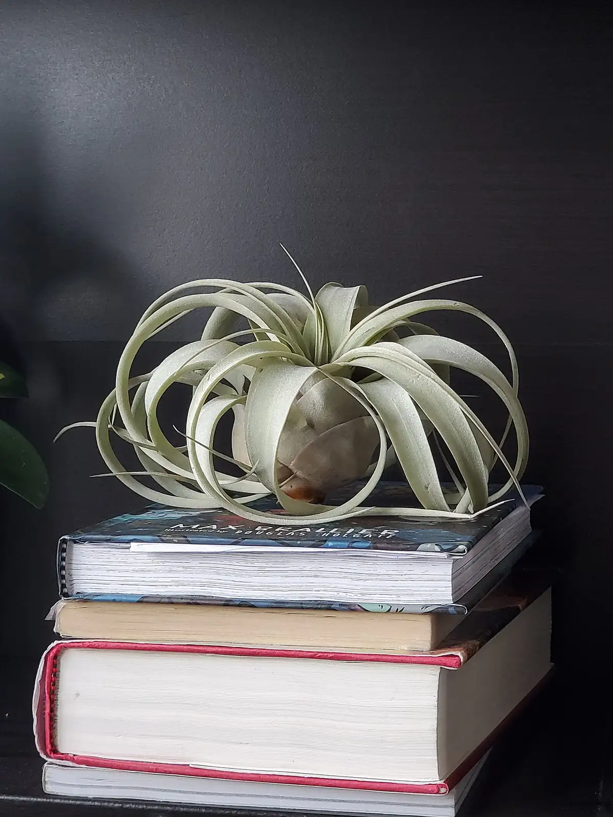 霸王空气凤梨 (Tillandsia xerographica) — 更多视角