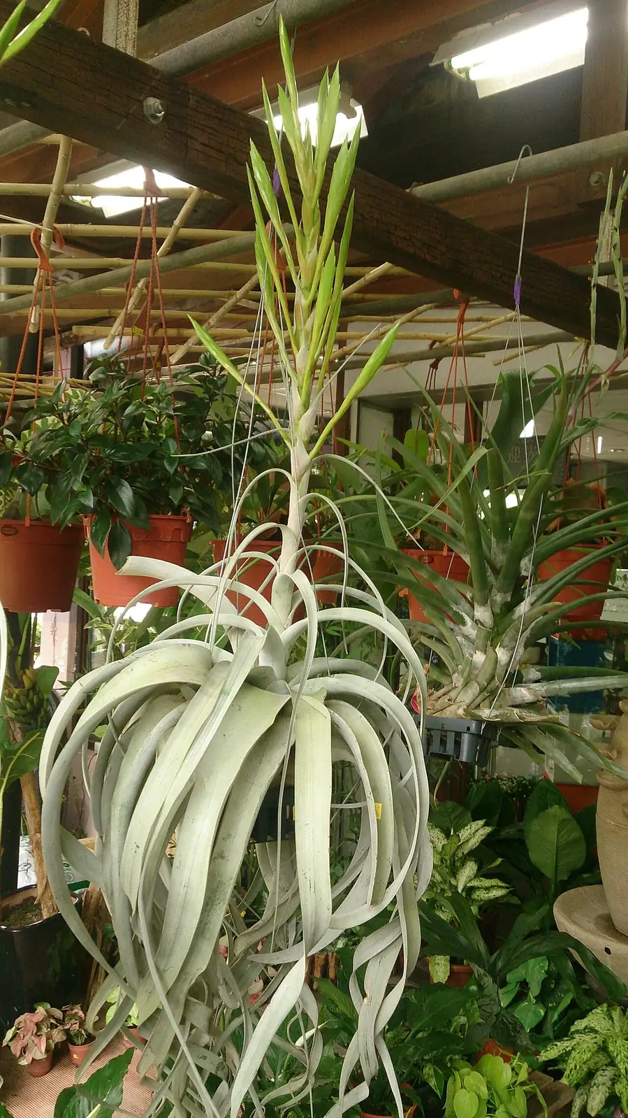 霸王空气凤梨 (Tillandsia xerographica) — 更多视角