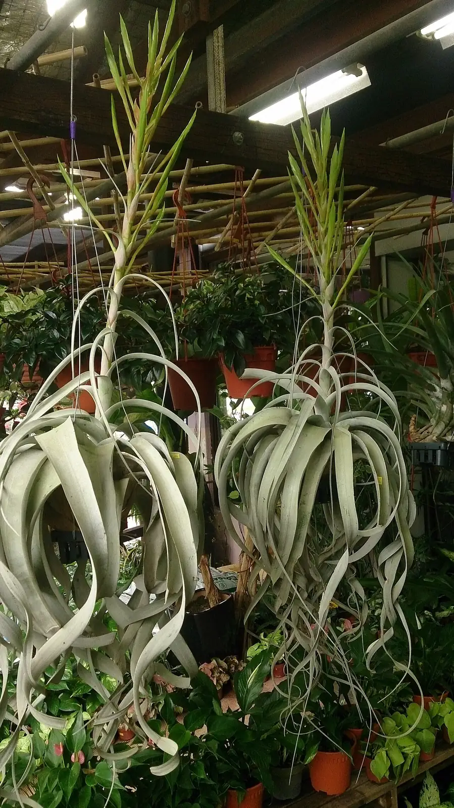 霸王空气凤梨 (Tillandsia xerographica) — 更多视角