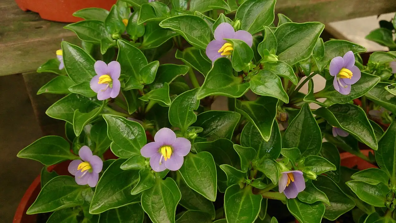 紫芳草 (Exacum affine) — 主图