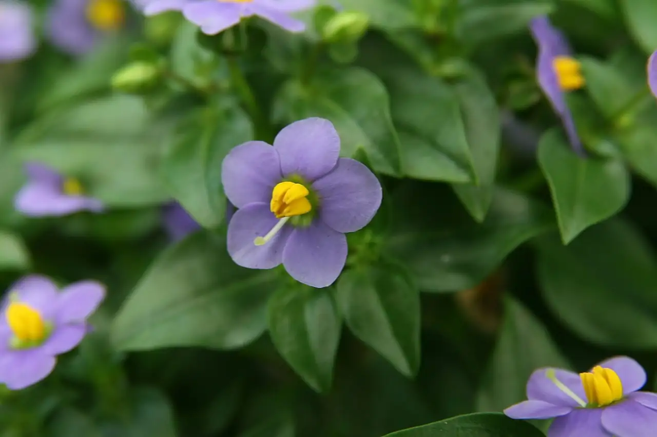 紫芳草 (Exacum affine) — 细节
