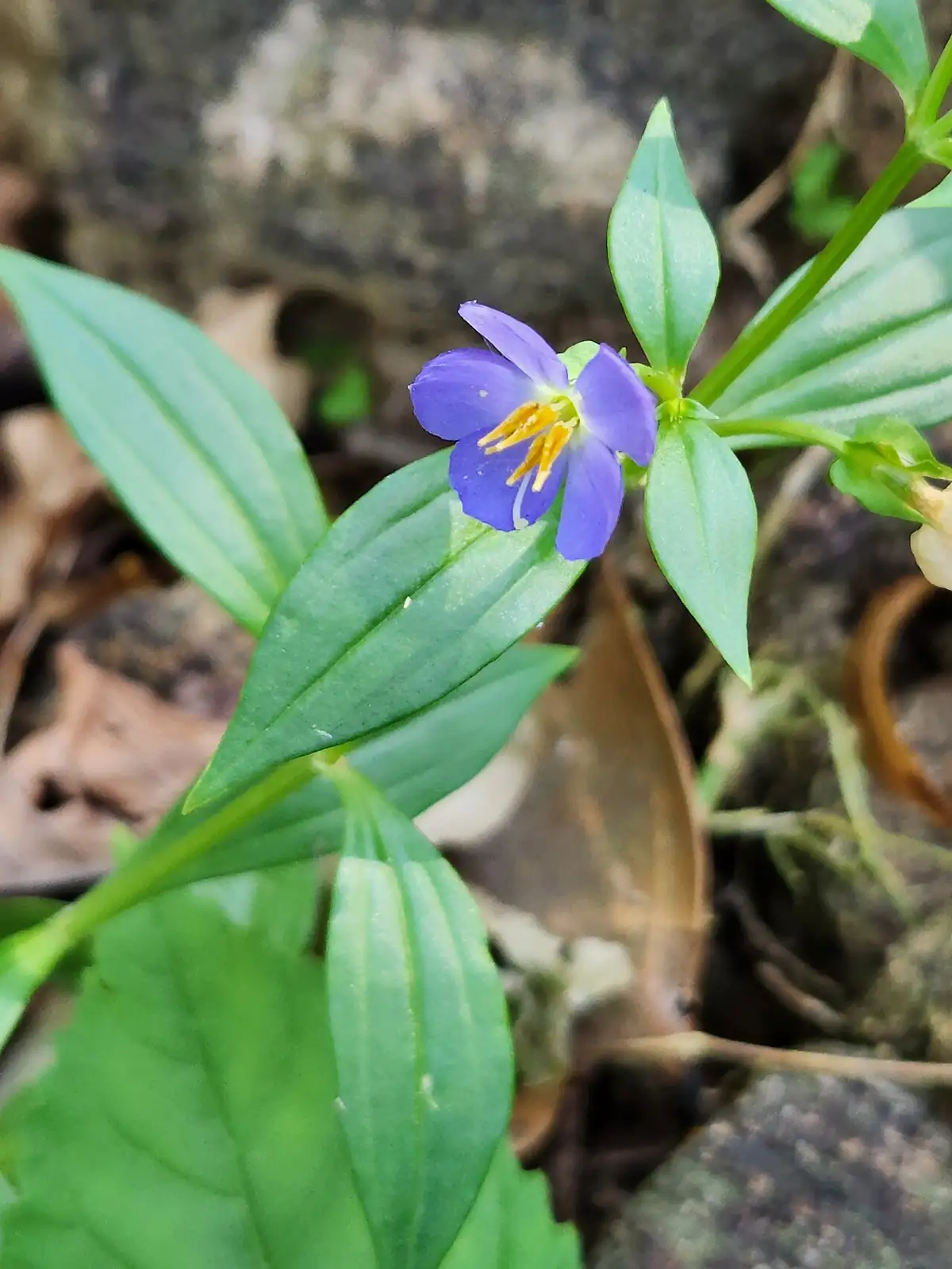 紫芳草 (Exacum affine) — 特写