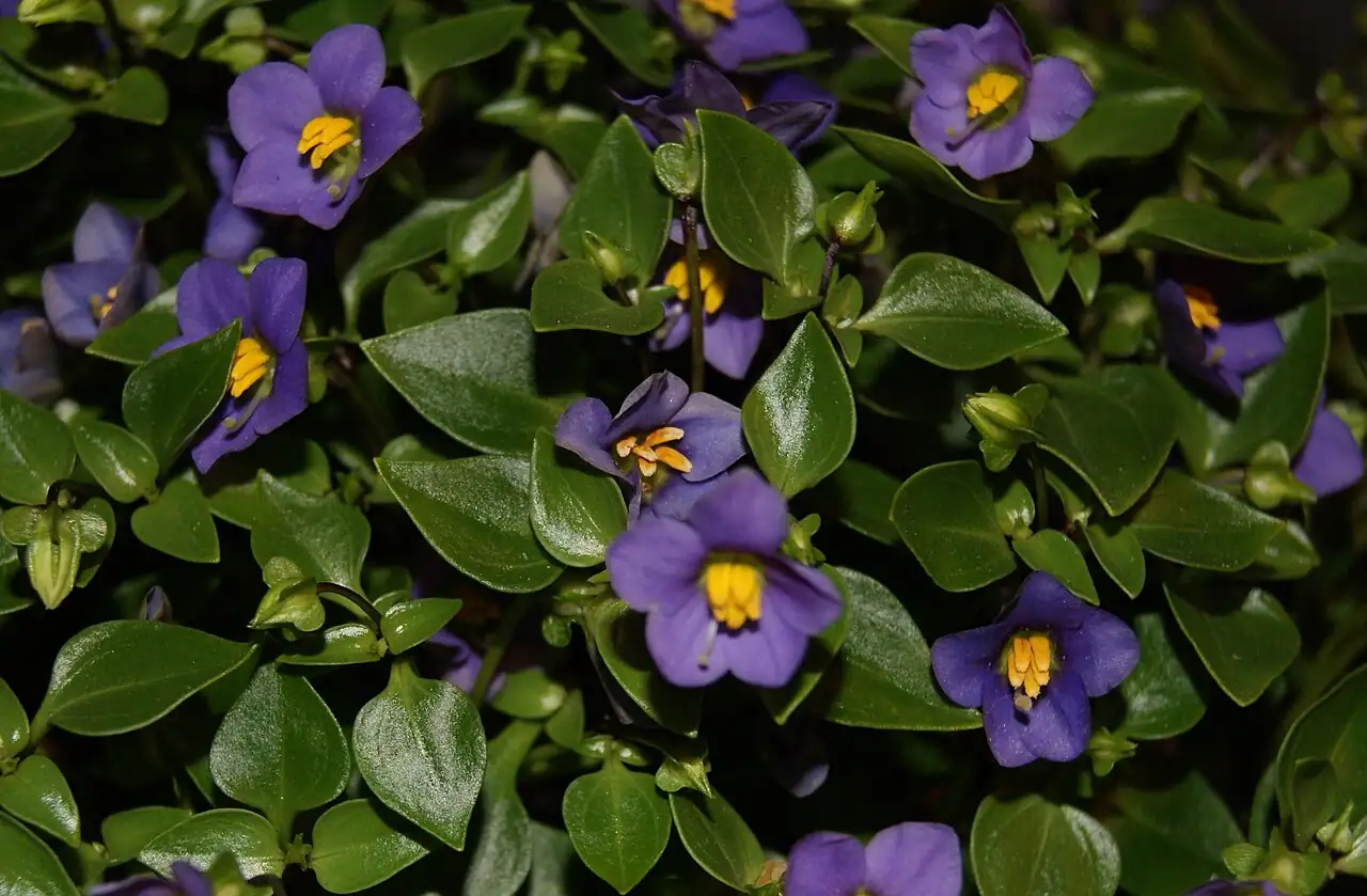 紫芳草 (Exacum affine) — 环境展示