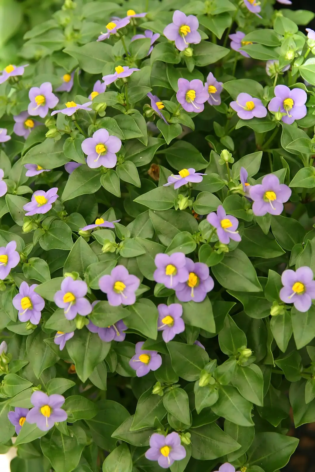紫芳草 (Exacum affine) — 更多视角