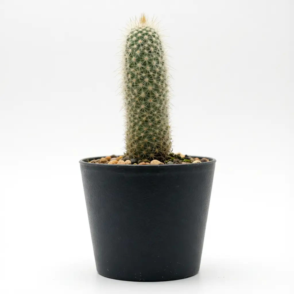 翁柱 (Cephalocereus senilis) — 细节