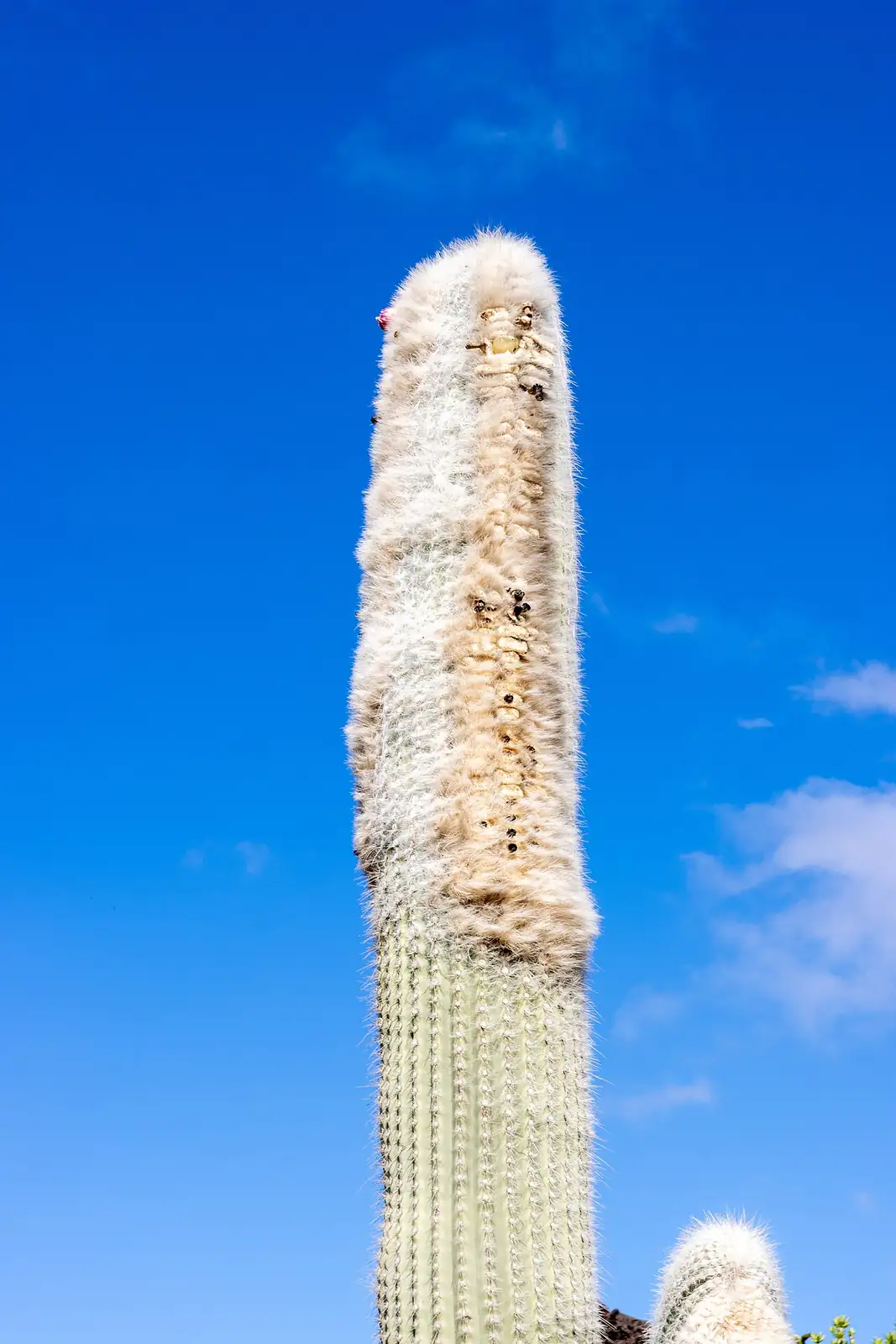 翁柱 (Cephalocereus senilis) — 特写