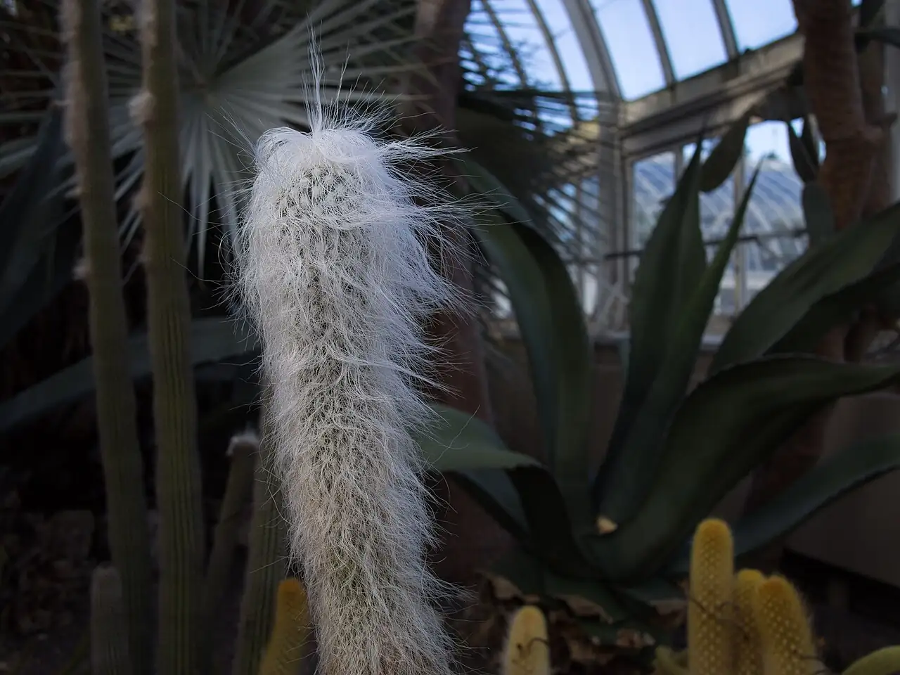翁柱 (Cephalocereus senilis) — 主图