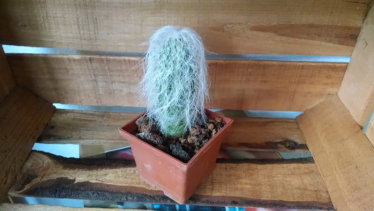 翁柱 (Cephalocereus senilis) — 环境展示