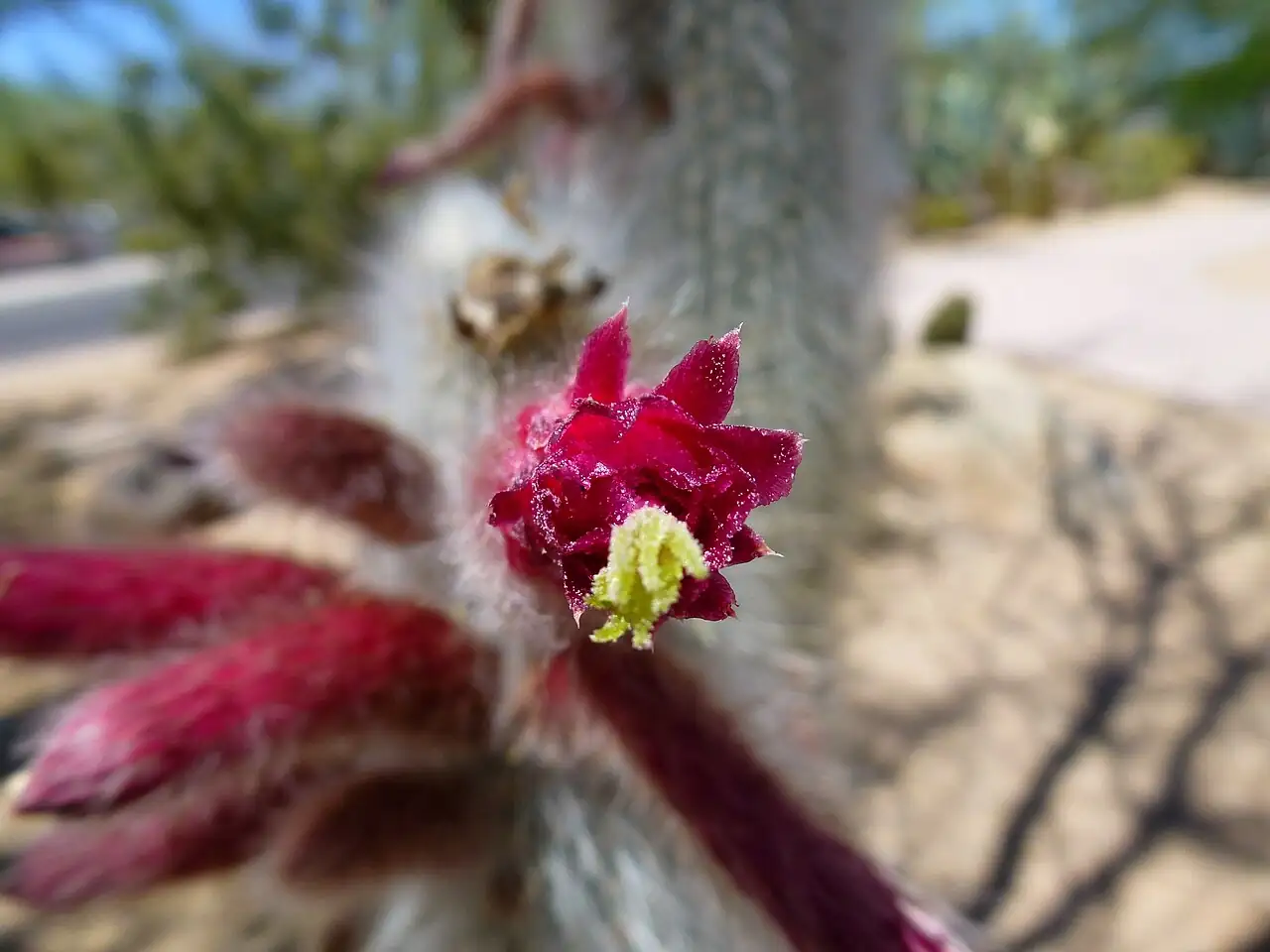 翁柱 (Cephalocereus senilis) — 更多视角