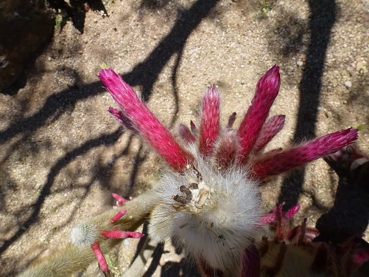 翁柱 (Cephalocereus senilis) — 更多视角