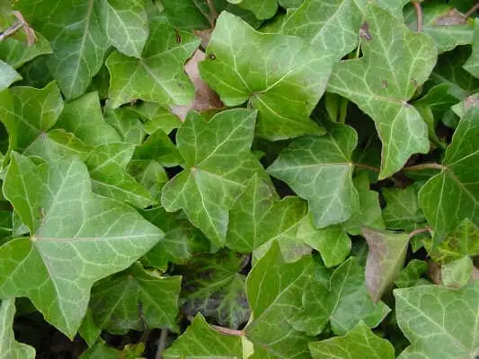 英国常春藤 (Hedera helix L.) — 主图