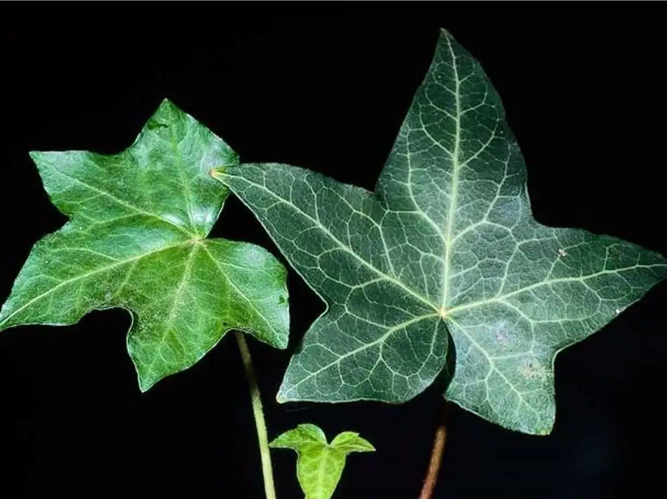 英国常春藤 (Hedera helix L.) — 细节