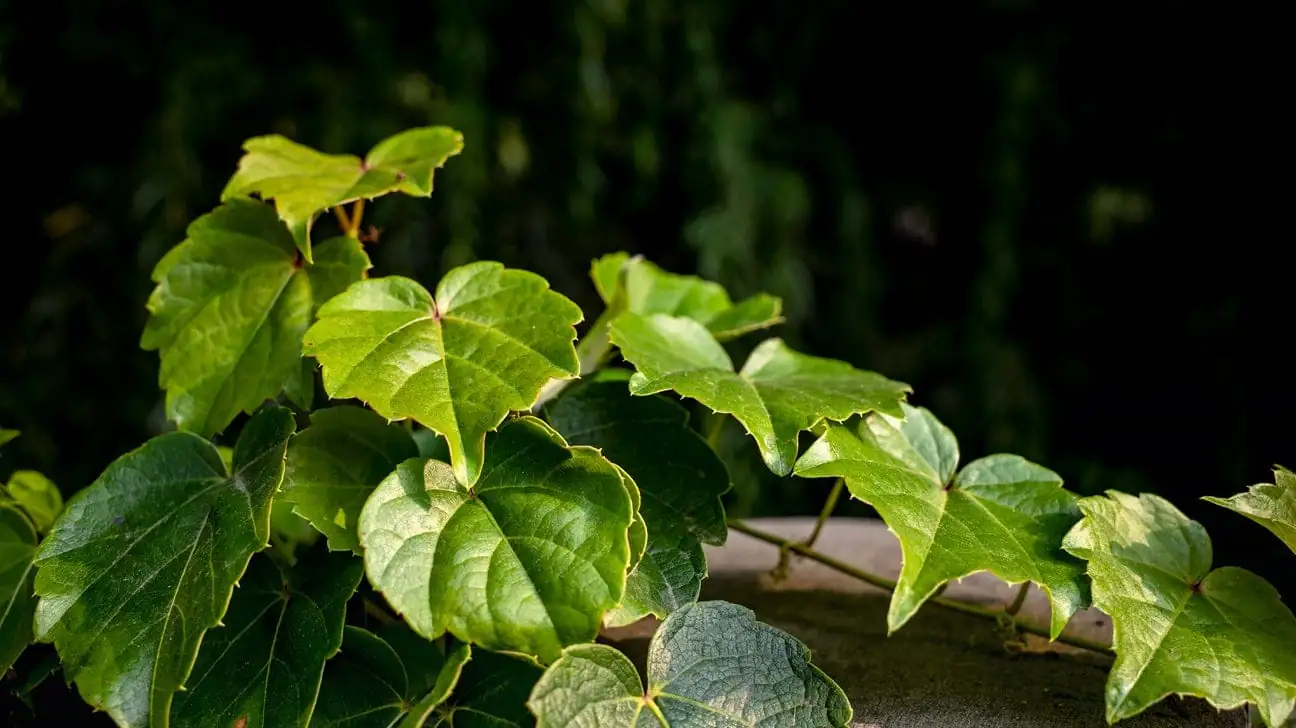 英国常春藤 (Hedera helix L.) — 特写