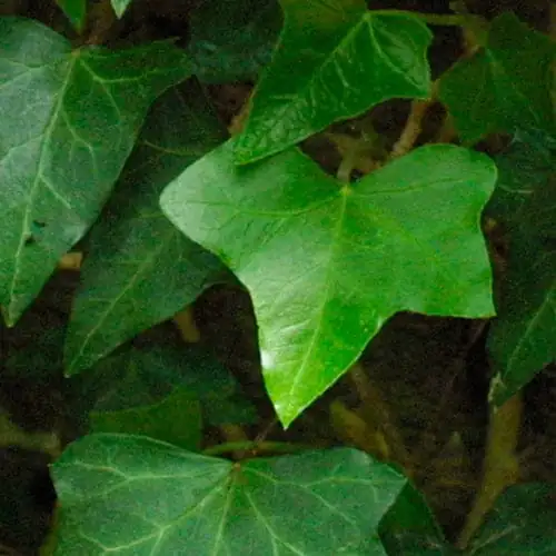 英国常春藤 (Hedera helix L.) — 环境展示