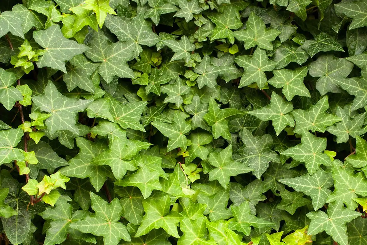 英国常春藤 (Hedera helix L.) — 更多视角