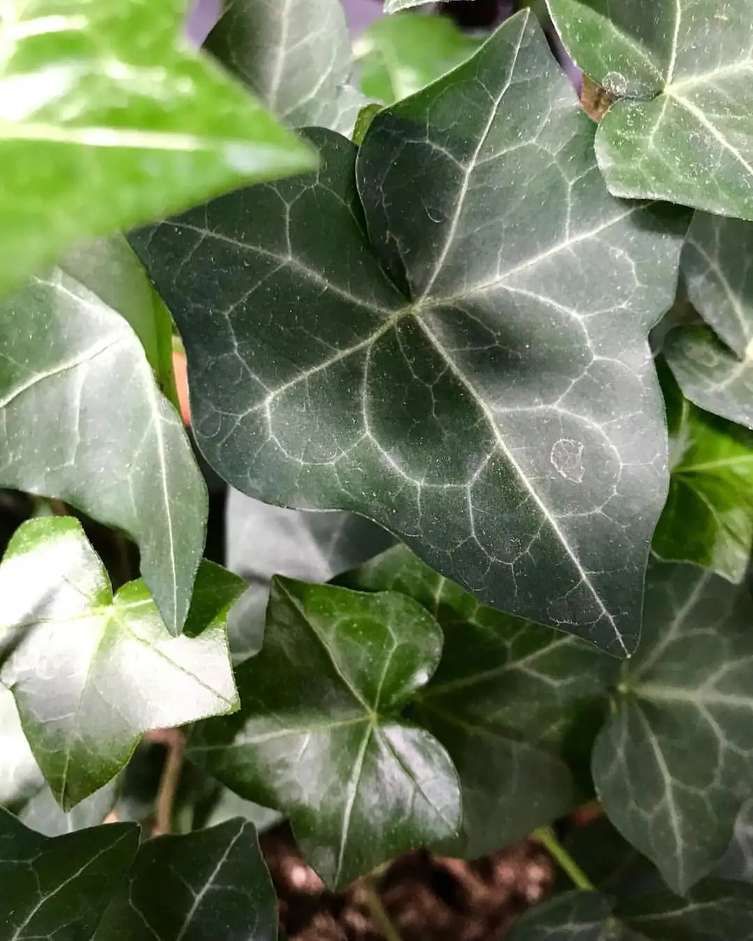 英国常春藤 (Hedera helix L.) — 更多视角