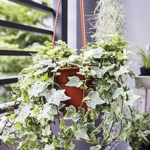 英国常春藤 (Hedera helix L.) — 更多视角