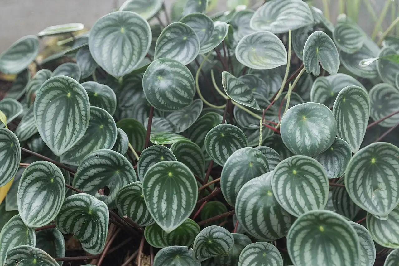 西瓜皮椒草 (Peperomia argyreia) — 特写