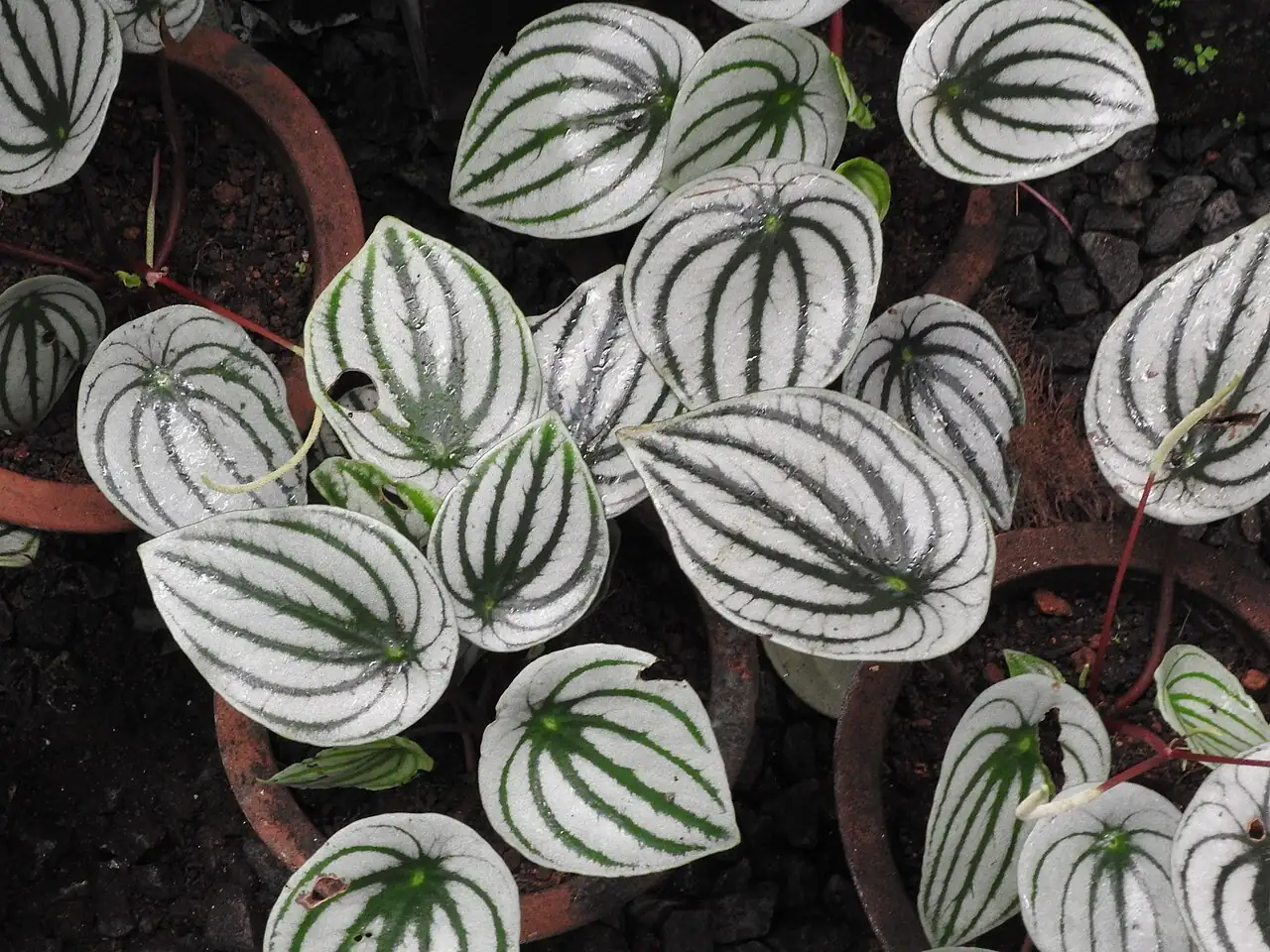 西瓜皮椒草 (Peperomia argyreia) — 环境展示
