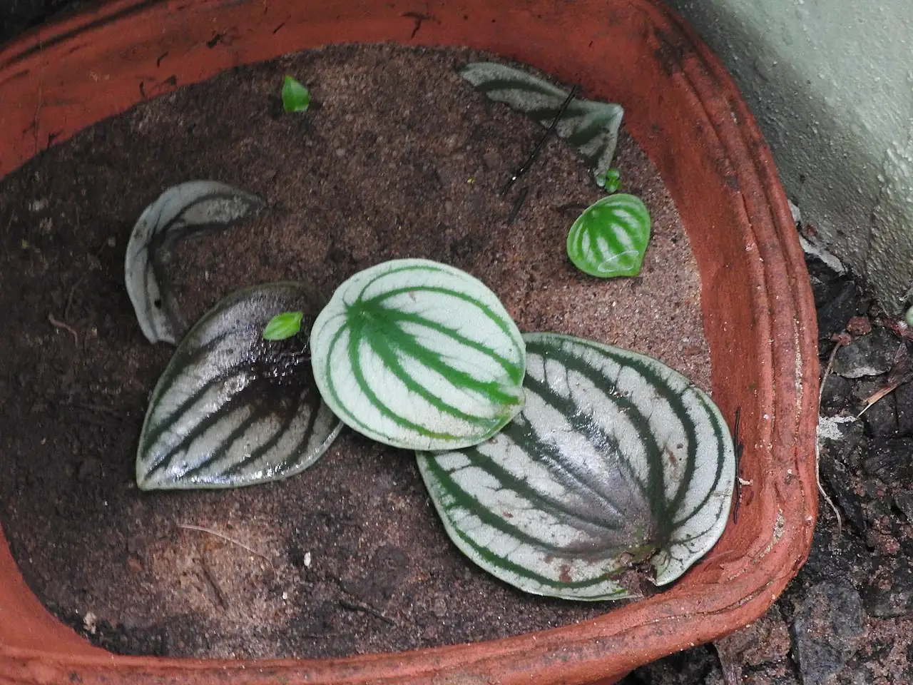 西瓜皮椒草 (Peperomia argyreia) — 更多视角