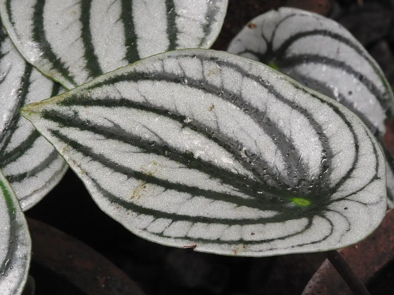 西瓜皮椒草 (Peperomia argyreia) — 更多视角