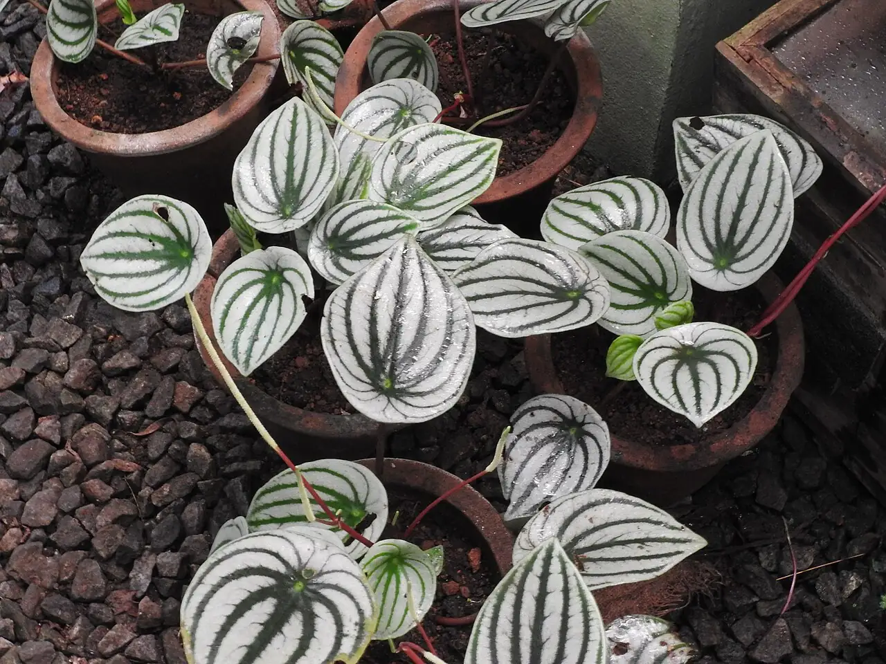 西瓜皮椒草 (Peperomia argyreia) — 更多视角