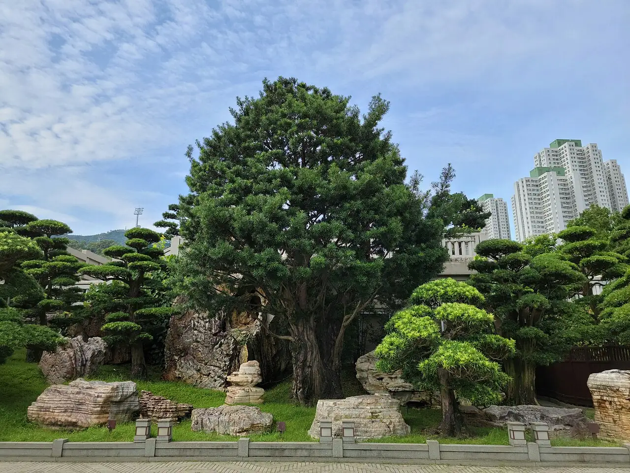 竹柏 (Podocarpus macrophyllus) — 特写